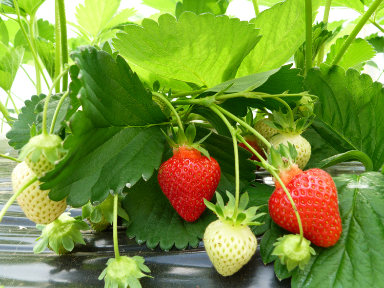 fraises légussimo