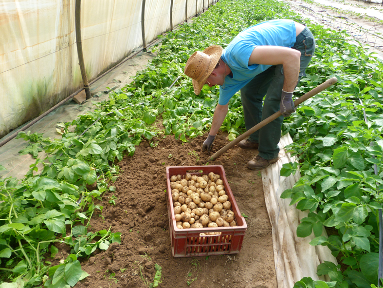 Pomme de terre nouvelle légussimo