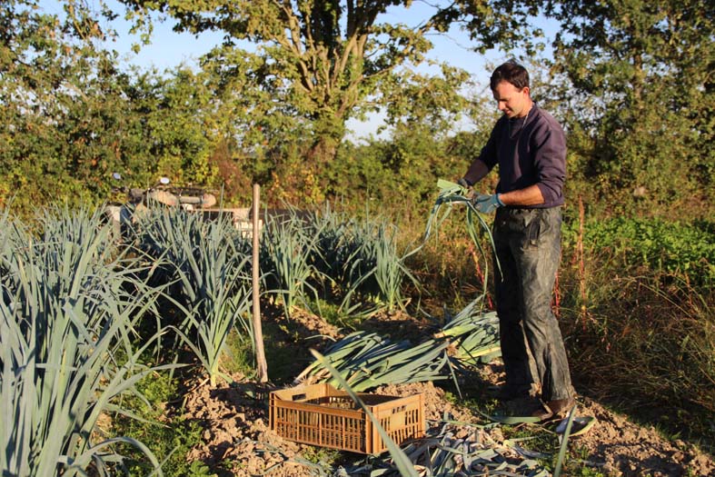 producteur de légumes