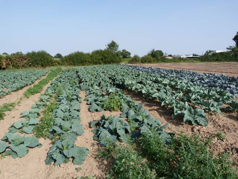 champ de légumes