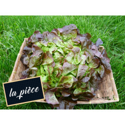 Salade Feuille de chêne brune