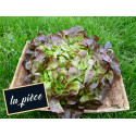 Salade Feuille de chêne brune