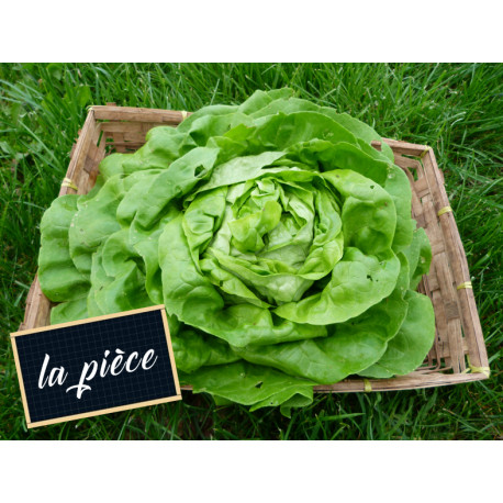 Salade Laitue