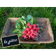Radis rouge