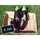 Aubergine