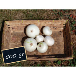 Oignon blanc