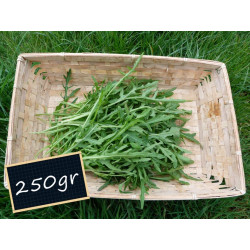 Salade Roquette