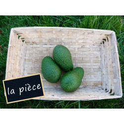 Avocat