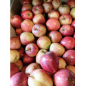 Pomme Elstar