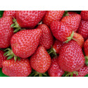 Barquette 250gr Fraise