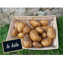 Pomme de terre charlotte