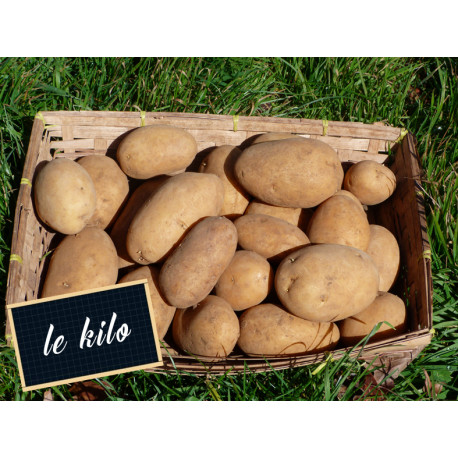 Pomme de terre Monalisa